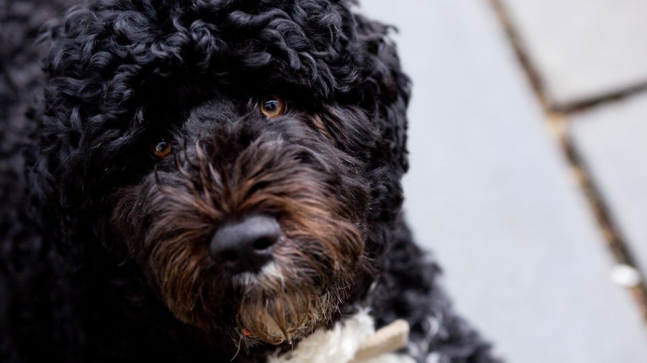 Μπάρακ Ομπάμα: Πέθανε ο σκύλος του – Το συγκινητικό “αντίο” στον Μπο