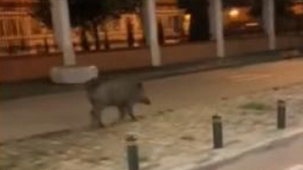 Θεσσαλονίκη: Το αγριογούρουνο πήγε βόλτα… και στη θάλασσα – ΒΙΝΤΕΟ