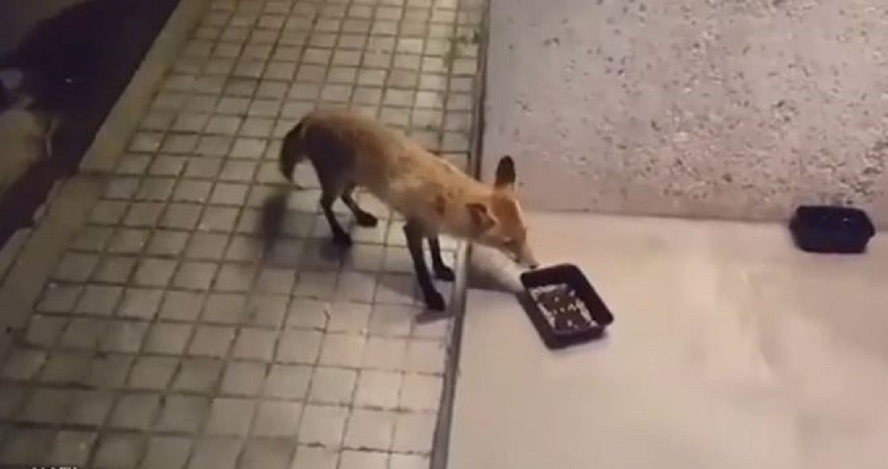 Αλεπού εμφανίστηκε στην “καρδιά” της Εκάλης – Έψαχνε φαγητό