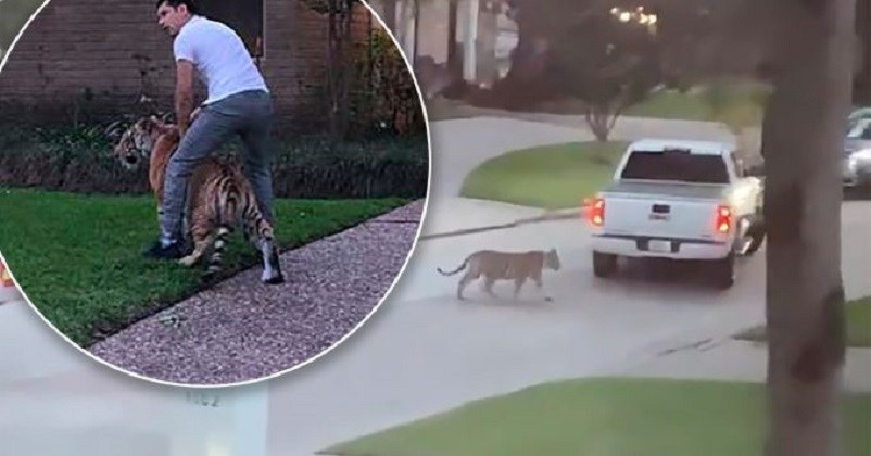 Πανικός με τίγρη σε γειτονιά του Χιούστον – Συνελήφθη 26χρονος που την είχε στο σπίτι για κατοικίδιο
