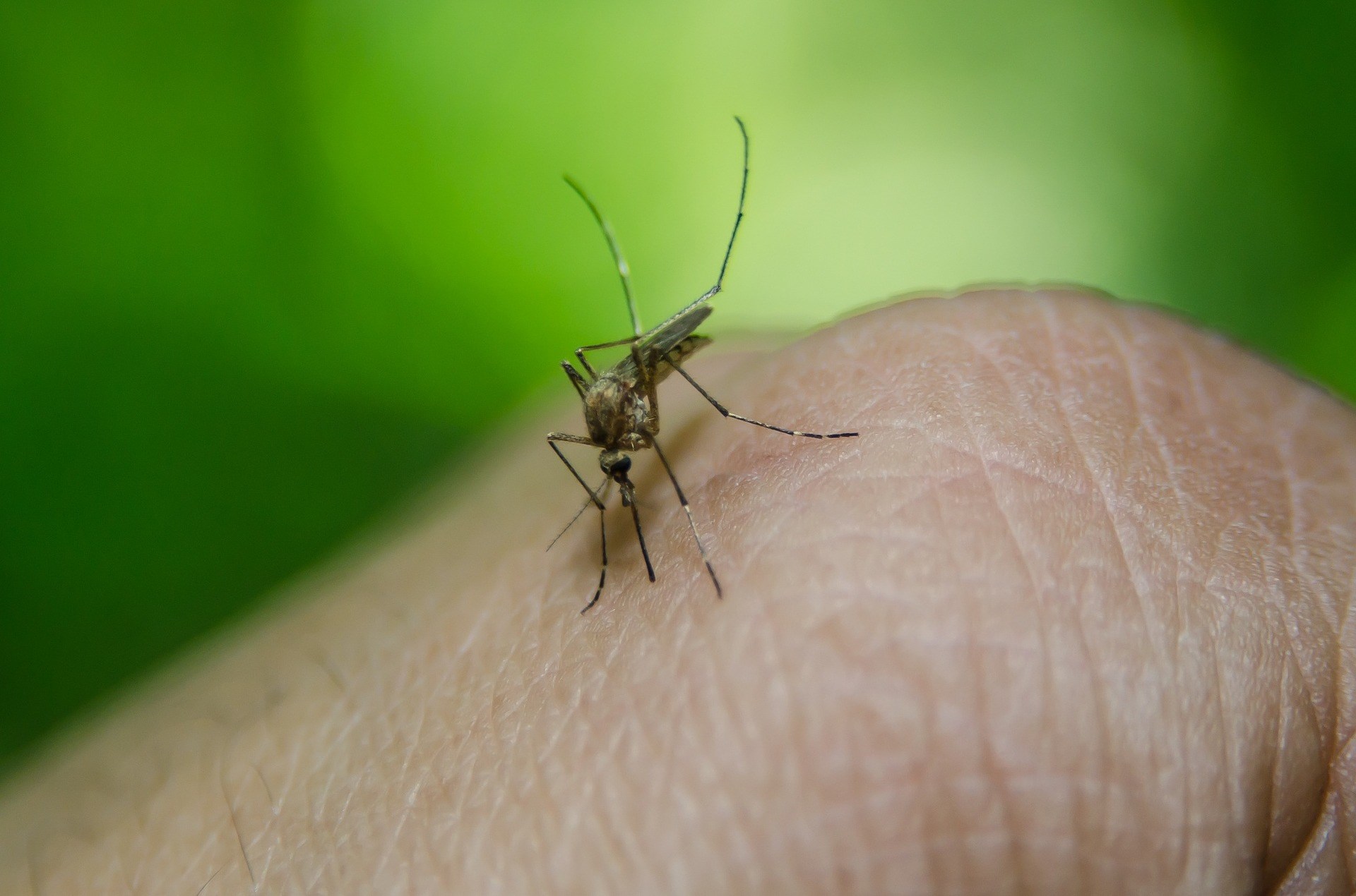 Τα μαθηματικά “κυνηγούν” τα κουνούπια: Σύστημα προβλέπει την εκδήλωση του ιού του Δυτικού Νείλου