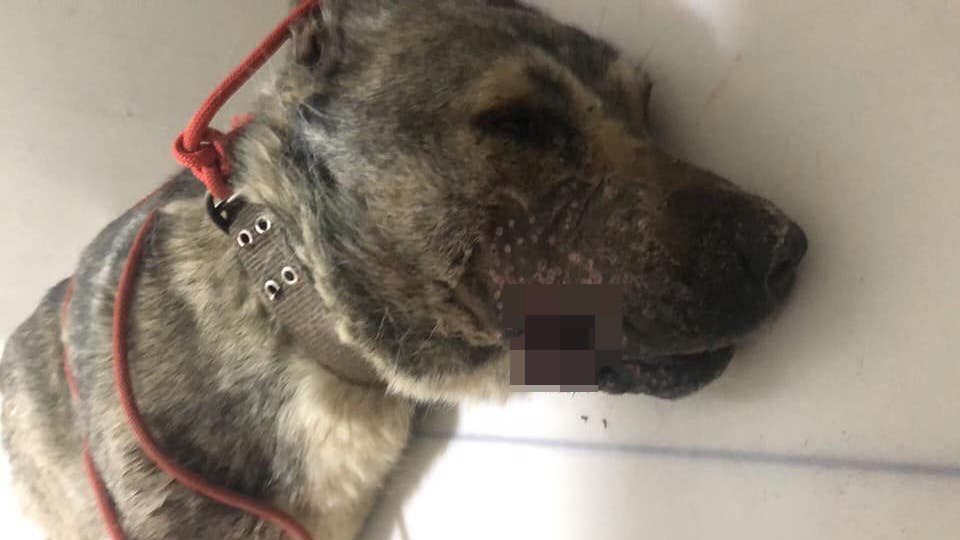 Κτηνωδία στο Πήλιο: Πυροβόλησαν σκύλο στο στόμα