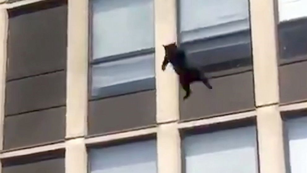 Γάτα… spiderman πήδηξε από τον πέμπτο όροφο – Η “απόδραση” από το φλεγόμενο διαμέρισμα – ΒΙΝΤΕΟ