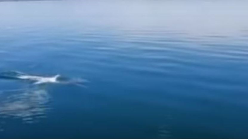 Θεσσαλονίκη: Δελφίνια βγήκαν… βόλτα στον Θερμαϊκό – ΒΙΝΤΕΟ