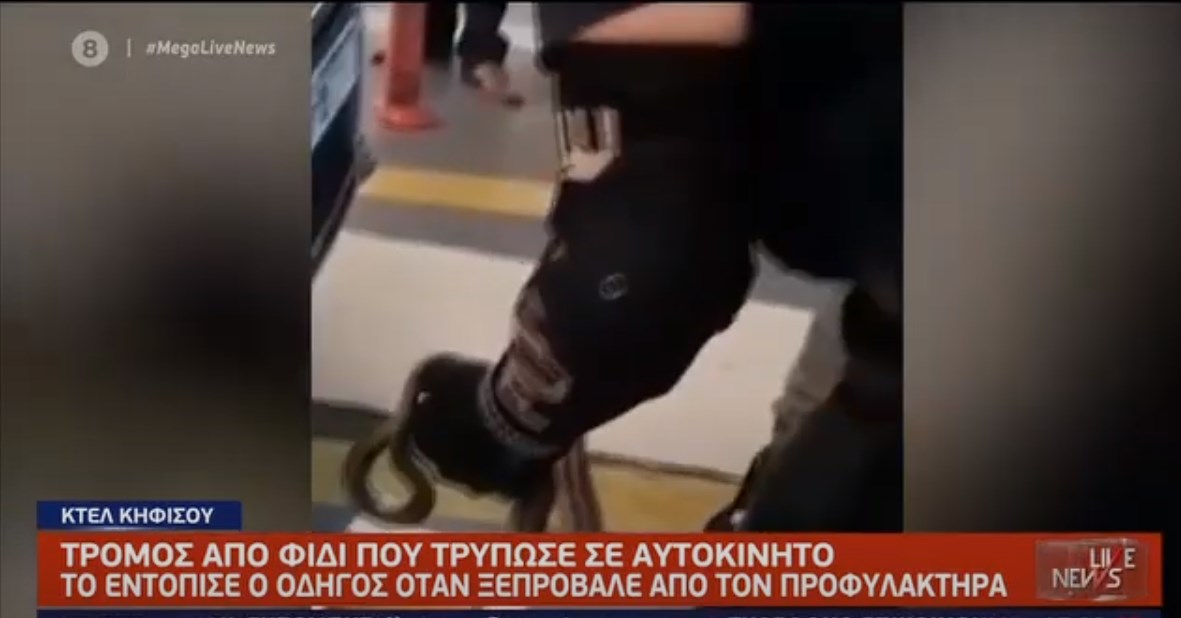 Συναγερμός στα ΚΤΕΛ Κηφισού για ένα φίδι: Είχε τρυπώσει σε Ι.Χ., το έβγαλε άνδρας της ομάδας ΔΙΑΣ