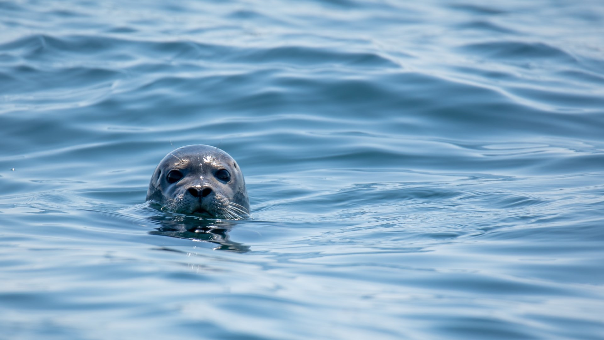 Αλόννησος: Στο νοσοκομείο τουρίστρια που την δάγκωσε φώκια
