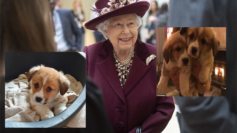 Δύσκολες ώρες για τη βασίλισσα Ελισάβετ – Πέθανε το πέντε μηνών κουτάβι της από πρόβλημα καρδιάς