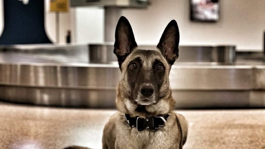 Οι δύο σκύλοι ανιχνευτές που “μυρίστηκαν” παράνομες μεταφορές 170.000 ευρώ – ΦΩΤΟ