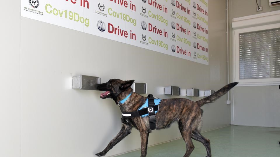 Κορονοϊός: Οι σκύλοι οσφρίζονται με τεράστια ακρίβεια τον ιό – Τι έδειξε νέα ελπιδοφόρα μελέτη