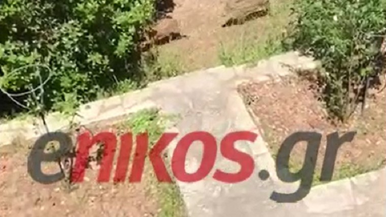 Τα αγριογούρουνα έκαναν… στέκι την Εκάλη – ΒΙΝΤΕΟ από την αυλή που “επισκέφθηκαν”