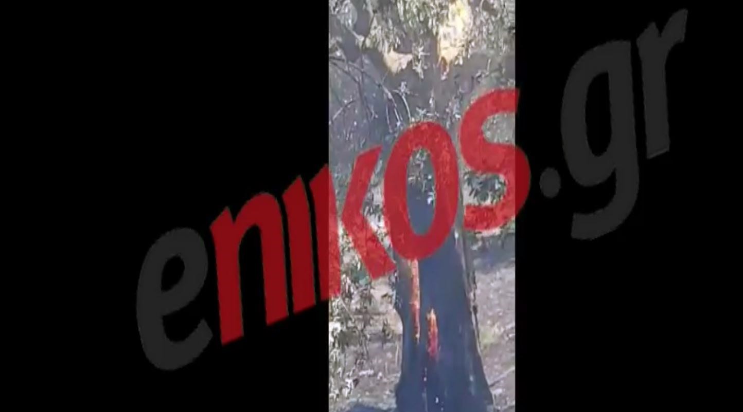 Φωτιά σε ελαιώνα στην Αργολίδα – ΒΙΝΤΕΟ αναγνώστη
