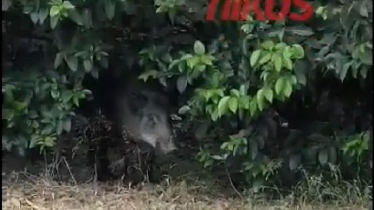 Αγριογούρουνα βγήκαν ξανά βόλτα στην Εκάλη – ΒΙΝΤΕΟ αναγνώστη