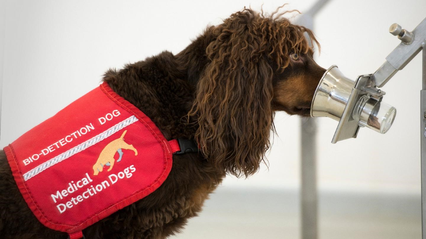 Κορονοϊός: Σε αεροδρόμια τα σκυλιά που μπορούν να εντοπίσουν ανθρώπους που έχουν μολυνθεί