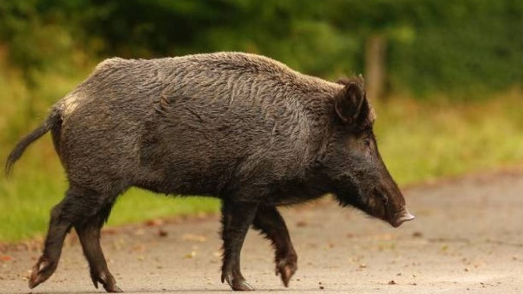 Αγριογούρουνο προκάλεσε τροχαίο στην Εθνική Οδό – ΒΙΝΤΕΟ