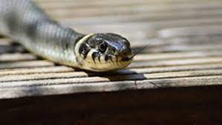 Θεσσαλονίκη: Φίδια σκόρπισαν τον τρόμο – Έκαναν την εμφάνιση τους σε τρεις περιοχές