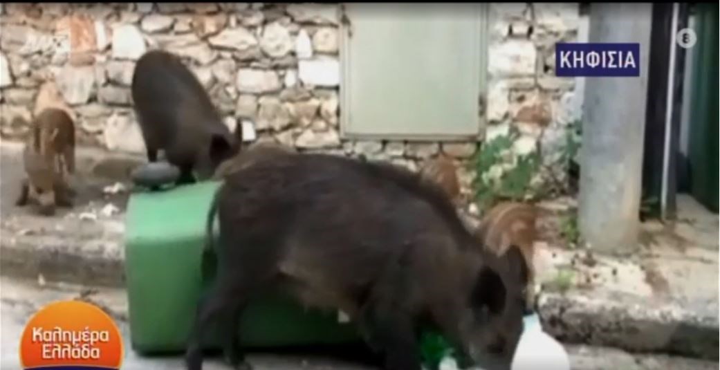 Κηφισιά: Αγριογούρουνο απείλησε μητέρα με μωρό στο καρότσι – ΒΙΝΤΕΟ