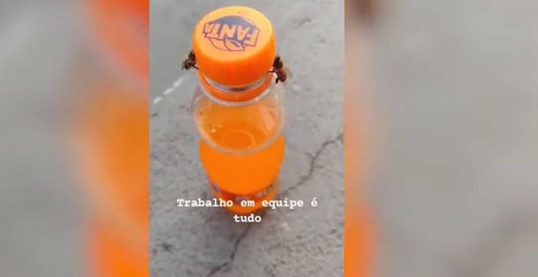 Εντυπωσιακό ΒΙΝΤΕΟ: Μέλισσες συνεργάζονται και ανοίγουν το καπάκι αναψυκτικού