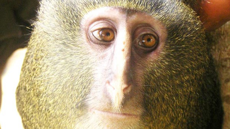 O πίθηκος με τα… ανθρώπινα μάτια