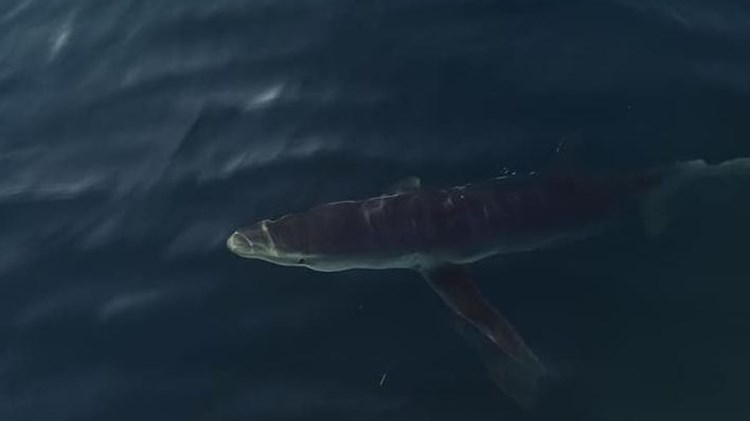Καρχαρίες κολυμπούν δίπλα από ψαράδες σε Κινέτα και Αμάρυνθο – ΦΩΤΟ
