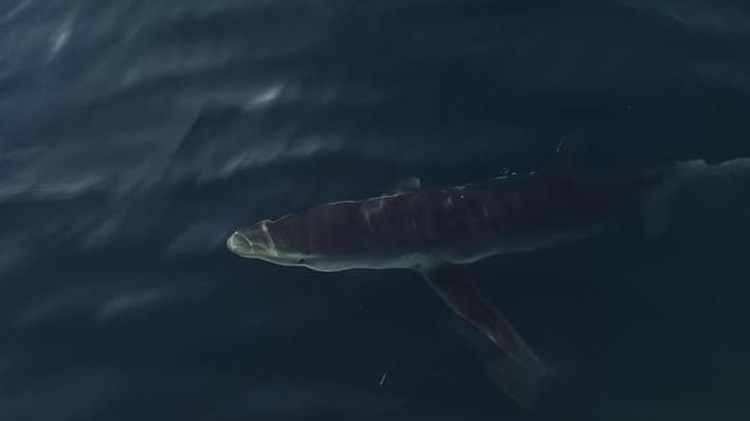 Καρχαρίες κολυμπούν δίπλα από ψαράδες σε Κινέτα και Αμάρυνθο – ΦΩΤΟ