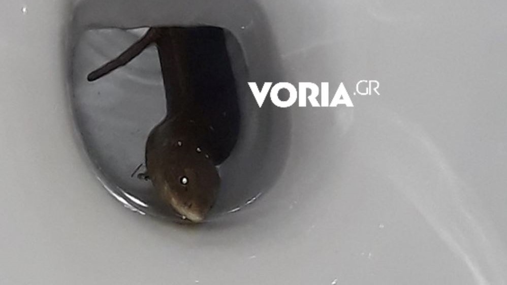 Θεσσαλονίκη: Σήκωσε το καπάκι της τουαλέτας της και αντίκρισε έναν… τυφλίτη