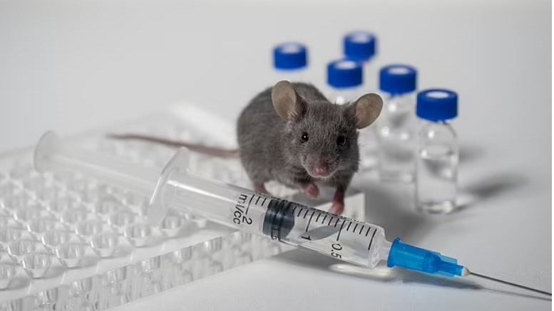 Δημοσίευμα-βόμβα: Η Κίνα έφτιαξε ποντίκια με “ανθρώπινους” πνεύμονες για να κάνει πειράματα με ιούς