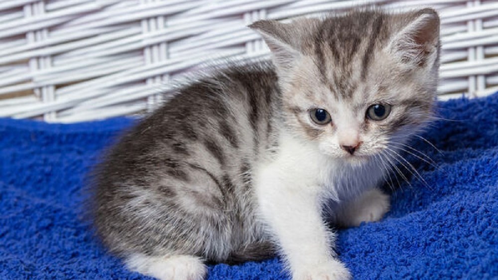 Κτηνωδία στη Μυτιλήνη: Πάτησε με τα πόδια του γατάκι και το σκότωσε