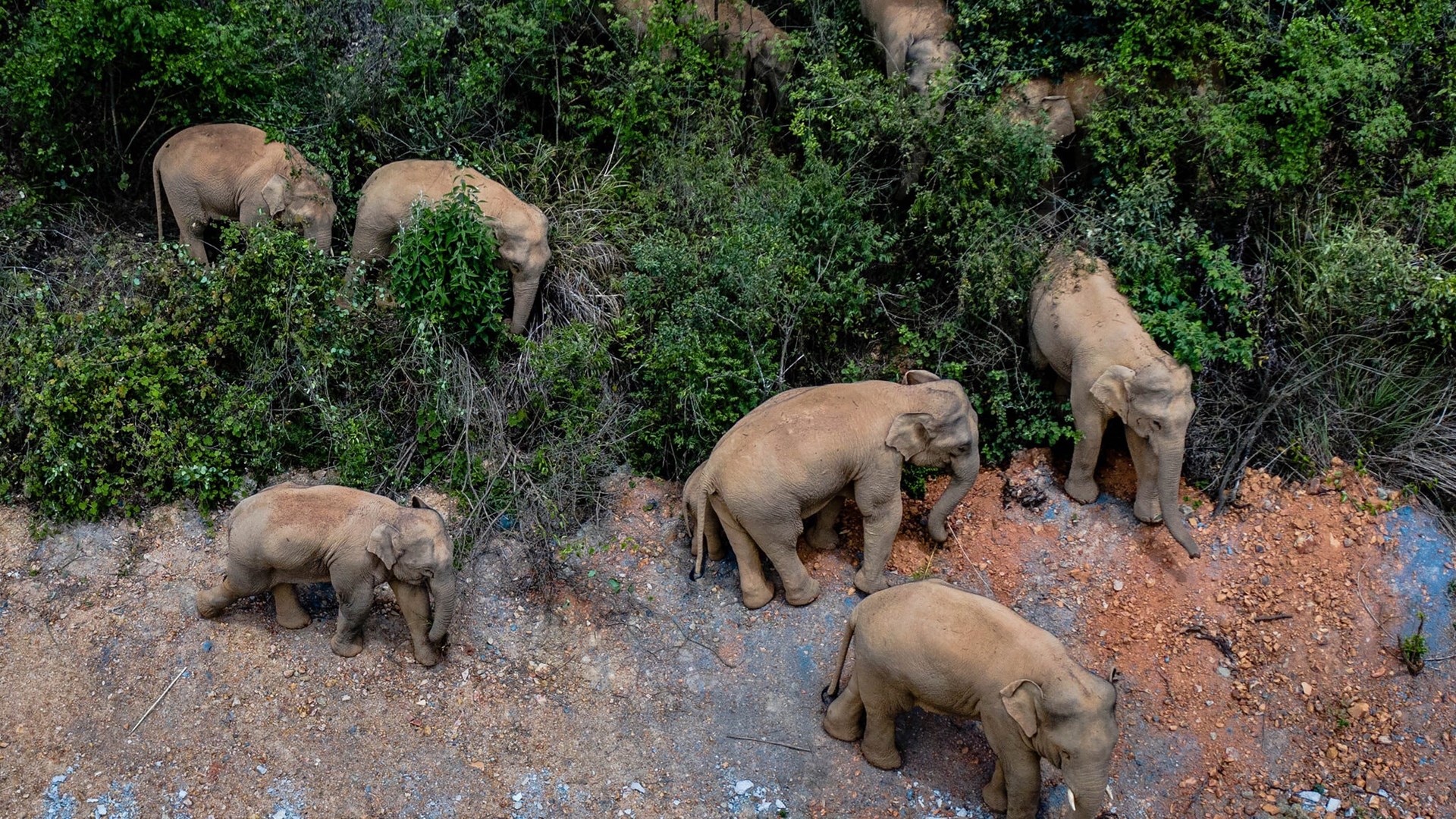 Κίνα: Με τείχος φορτηγών σταματούν την επέλαση των ελεφάντων – Τι προκάλεσε το επικό ταξίδι τους
