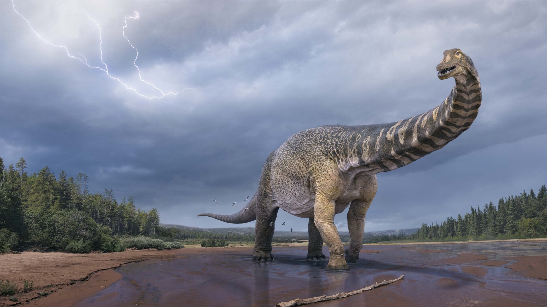 Αυστραλοτιτάν: Ο μεγαλύτερος δεινόσαυρος στην Αυστραλία – Είχε μήκος όσο ένα γήπεδο μπάσκετ