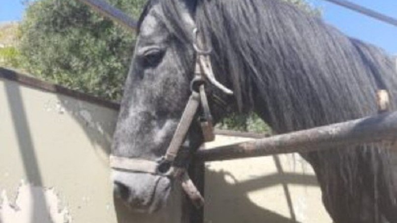 Κρήτη: Αυτόφωρο και τσουχτερό πρόστιμο για κακοποίηση αλόγου – Προσοχή σκληρές εικόνες