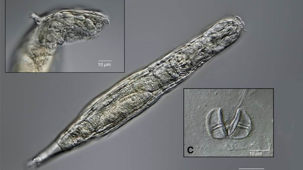 Κατεψυγμένα σκουλήκια «ζόμπι» ζωντανεύουν έπειτα από 24.000 χρόνια