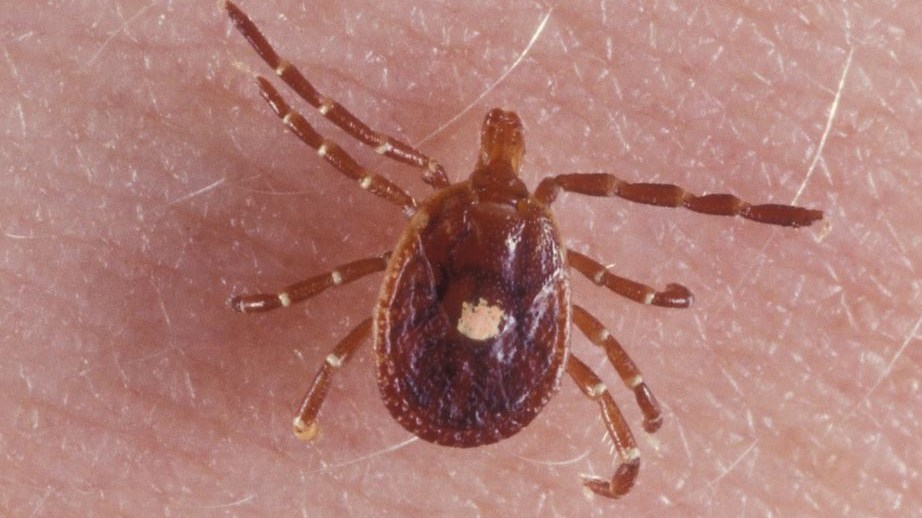 Ροδόπη: Κτηνοτρόφος έπαθε σπάνια εγκεφαλίτιδα από τσίμπημα τσιμπουριού – Τα συμπτώματα