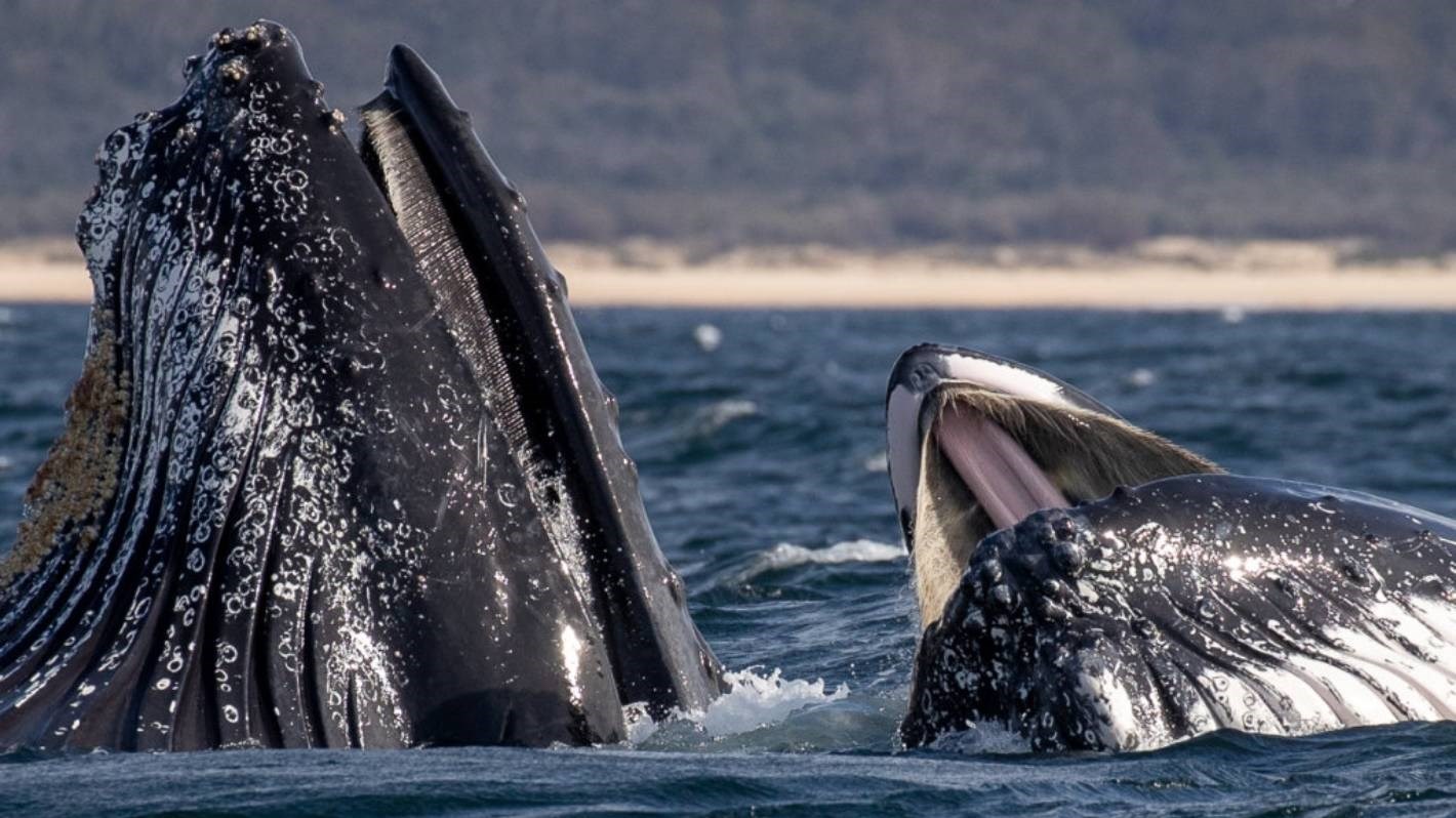 Δύτης υποστηρίζει ότι τον… κατάπιε φάλαινα – Πώς σώθηκε – ΒΙΝΤΕΟ