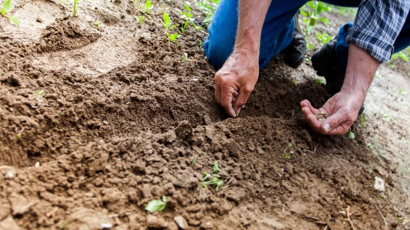 e- ΕΦΚΑ: Δέκα ηλεκτρονικές υπηρεσίες για τους αγρότες – Ποιες είναι αναλυτικά