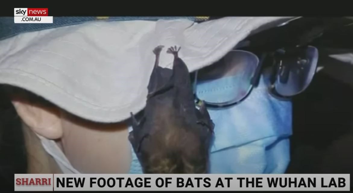 Κορονοϊός: ΒΙΝΤΕΟ με ζωντανές νυχτερίδες σε εργαστήριο της Γουχάν προκαλεί νέο σάλο