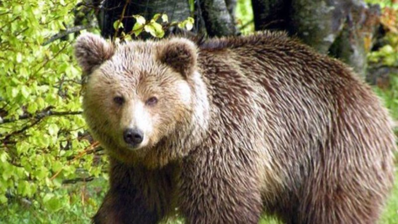 Σλοβακία: Αρκούδα σκότωσε 57χρονο στην πρώτη θανατηφόρα επίθεση εδώ και έναν αιώνα