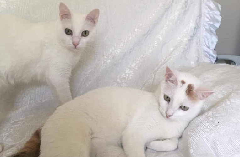 Γλυκά Νερά: Οι γάτες της Καρολάιν ψάχνουν καινούριο σπίτι – ΦΩΤΟ