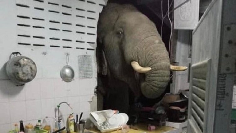 Ελέφαντας γκρέμισε τον τοίχο της κουζίνας αναζητώντας… σνακ – Δείτε το ΒΙΝΤΕΟ
