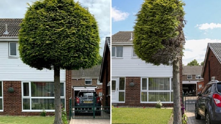 Γείτονας από την “κόλαση”: Έκοψε στη μέση το δέντρο γιατί τον ενοχλούσαν… τα πουλιά