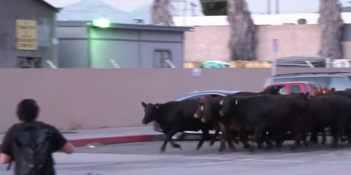 Ασυνήθιστο ροντέο στους δρόμους του Λος Άντζελες: 40 αγελάδες το έσκασαν από σφαγείο – ΒΙΝΤΕΟ
