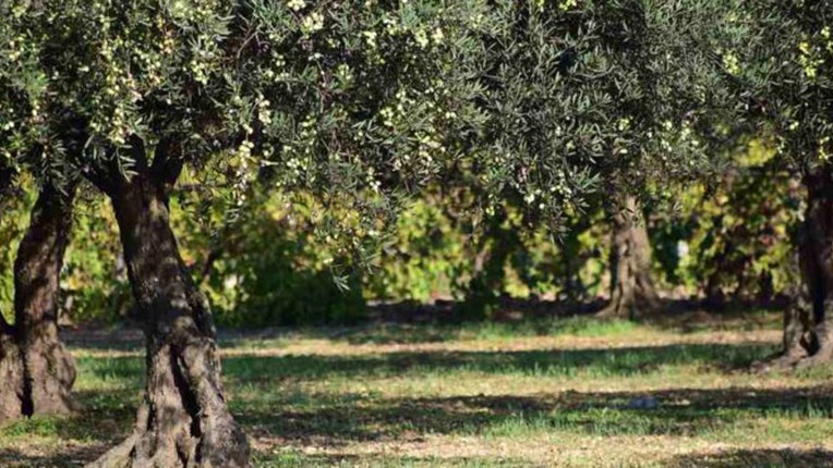 Θρίλερ στην Κρήτη: 20χρονος βρέθηκε νεκρός σε ελαιώνα