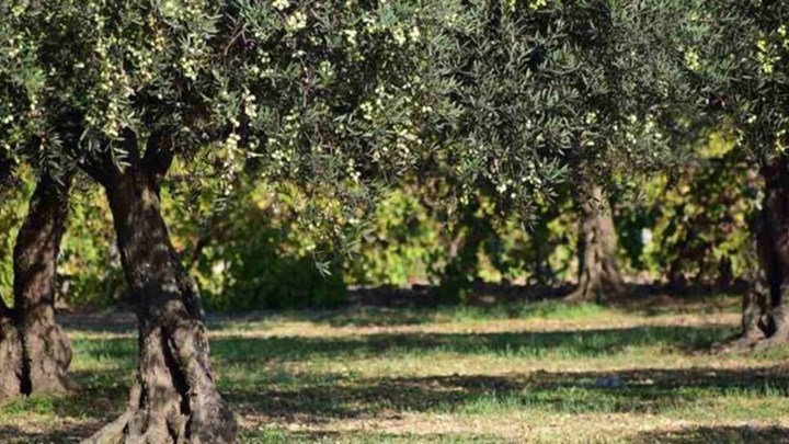 Κρήτη: Τι έδειξε η ιατροδικαστική εξέταση για τον 20χρονο που βρέθηκε νεκρός σε ελαιώνα