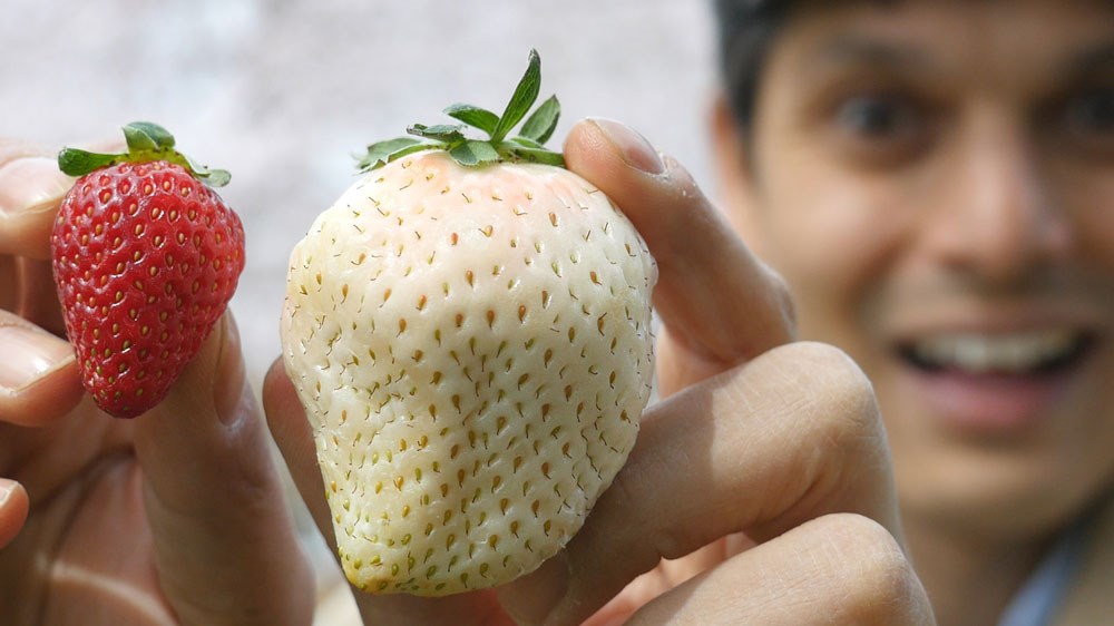 Ιαπωνία: Οι σπάνιες άσπρες φράουλες που πωλούνται δέκα δολάρια η καθεμία – ΦΩΤΟ