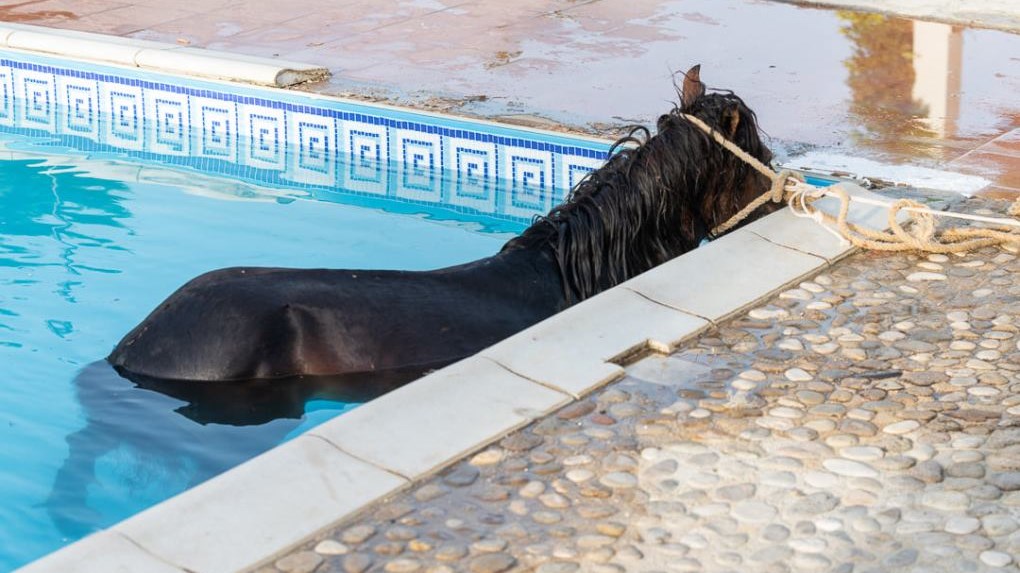 Κεφαλονιά: Άλογο έκανε βουτιά σε… πισίνα βίλας – ΦΩΤΟ