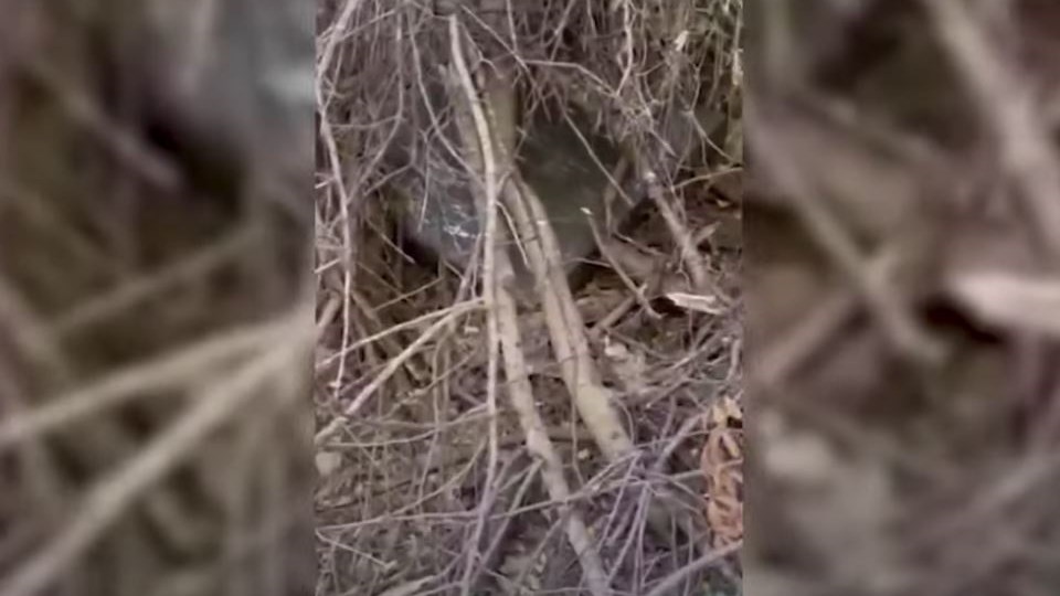 Εθνική Πινακοθήκη: Εδώ έκρυβε ο 49χρονος οικοδόμος τους δύο πίνακες