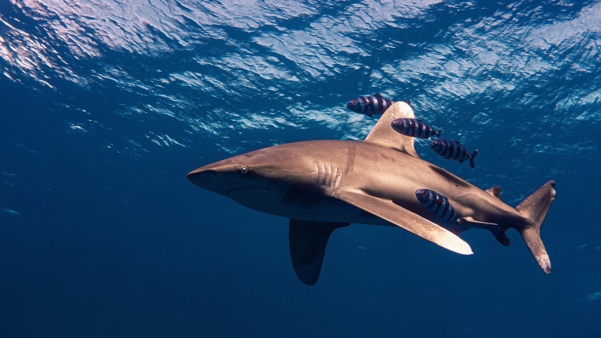 Η νέα μελέτη για τους ταυροκαρχαρίες που ανατρέπει όσα ξέραμε