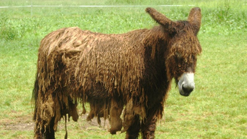 Γαλλία: Γάιδαροι με… ράστα