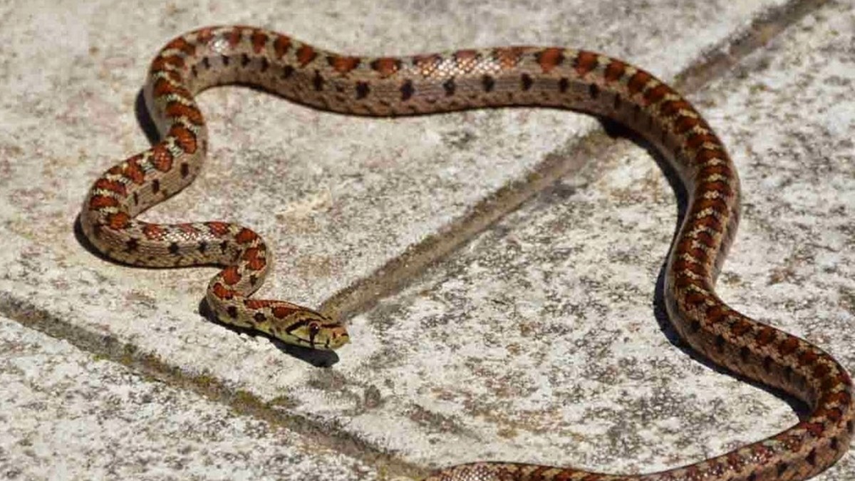 Τρόμος σε κάμπινγκ στον Αλμυρό – Οχιά πετάχτηκε από λεκάνη