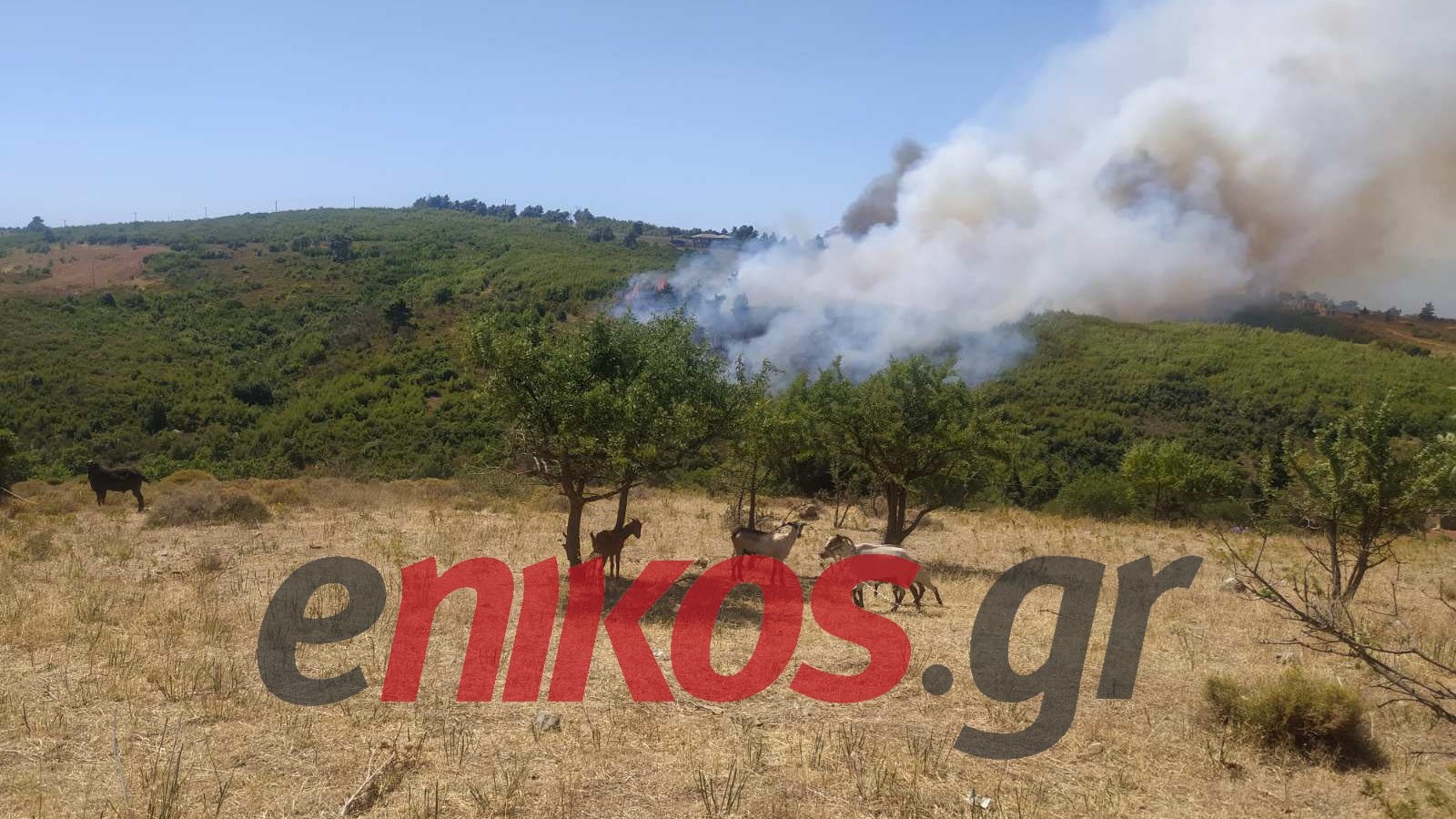 Σε πύρινο “κλοιό” Αττική, Εύβοια και Μαγνησία – Μάχη με τις φλόγες και τους ανέμους δίνουν οι πυροσβέστες