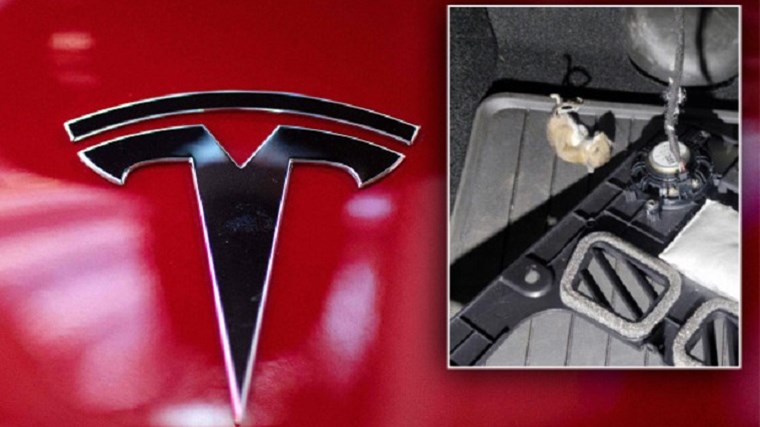 Ο Ίλον Μασκ βρήκε τον μπελά του από τα… ποντίκια – Γιατί “χτυπούν” τα αυτοκίνητα Tesla